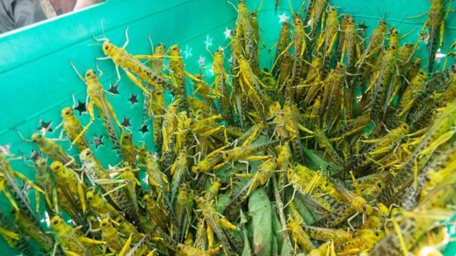 Locusts Invade South Sudan