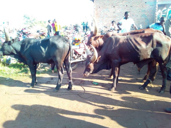 Cattle theft Kapelebyong District